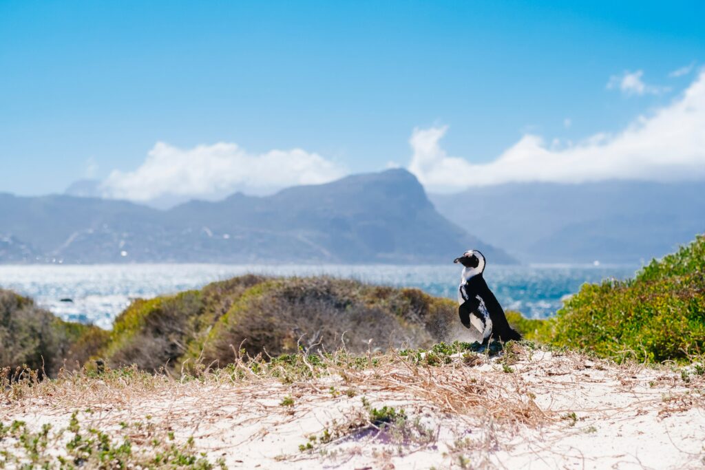 An African penguin standing on a sandy dune surrounded by vegetation, with a scenic coastal view of mountains and the ocean in the background.