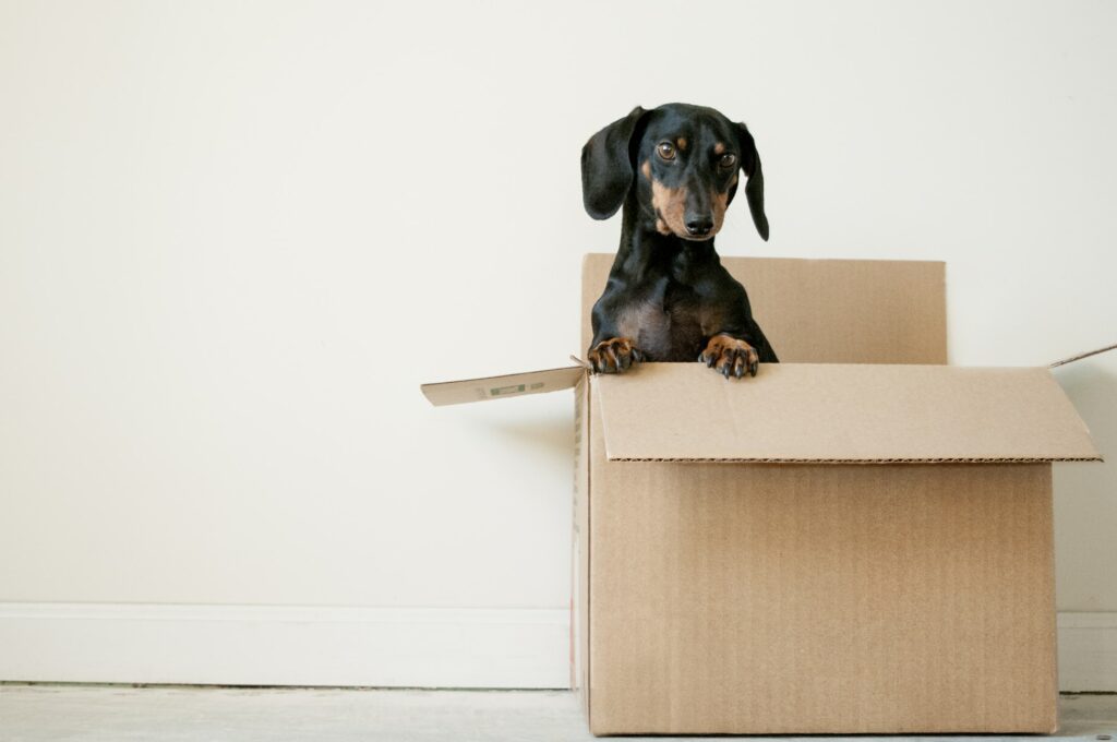 A dog looking out from a open cardboard box